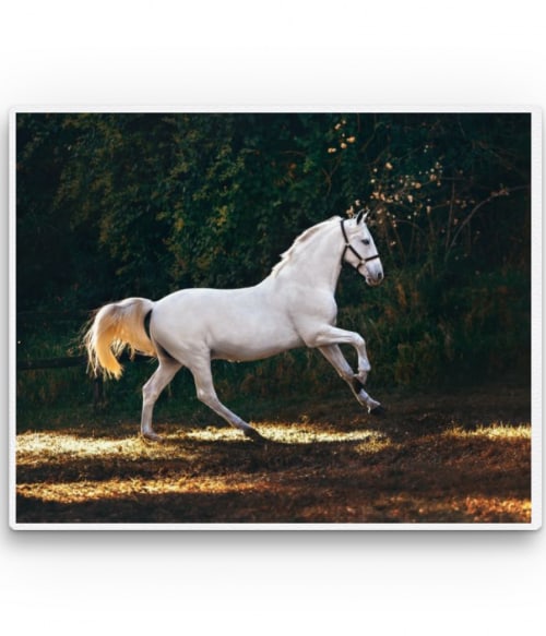 White horse Lovas Vászonkép - Lovas