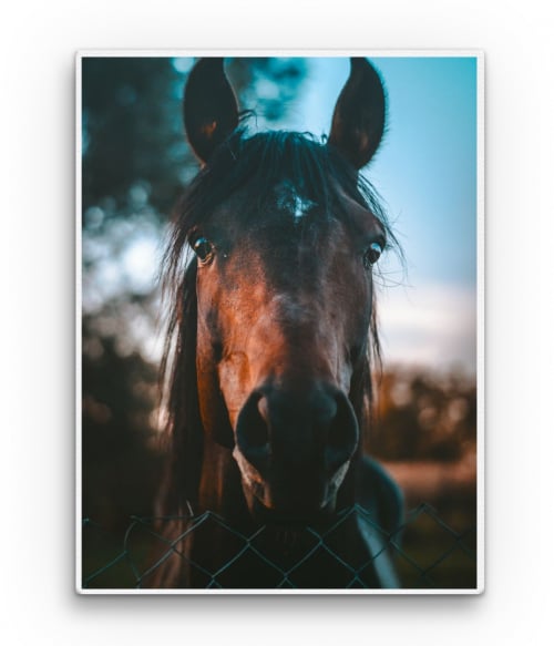 Horse photography Lovas Vászonkép - Lovas