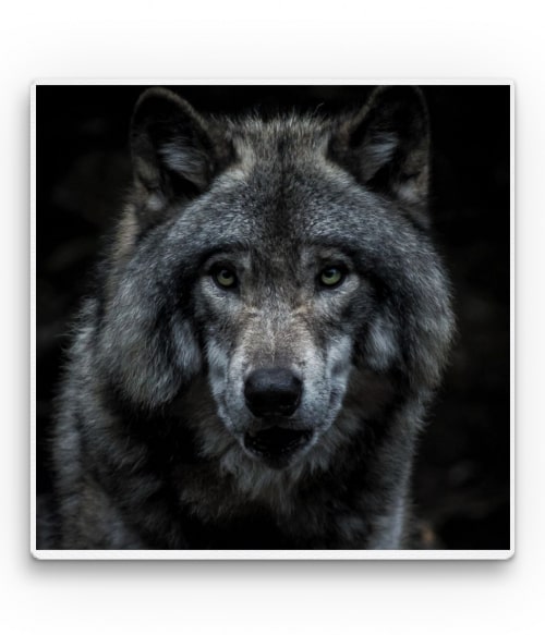 Gray wolf in dark Farkasos Vászonkép - Farkasos