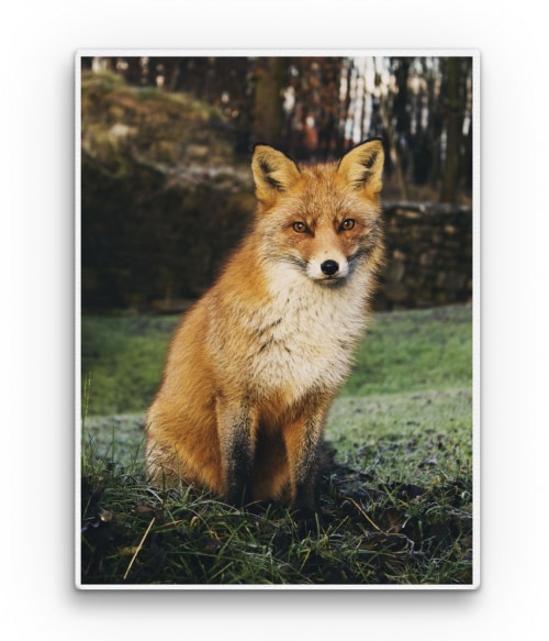 Cute fox Rókás Vászonkép - Rókás