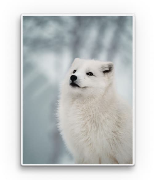 Snow fox Rókás Vászonkép - Rókás
