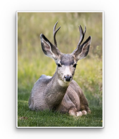 Deer on the grass Vadász Vászonkép - Vadász