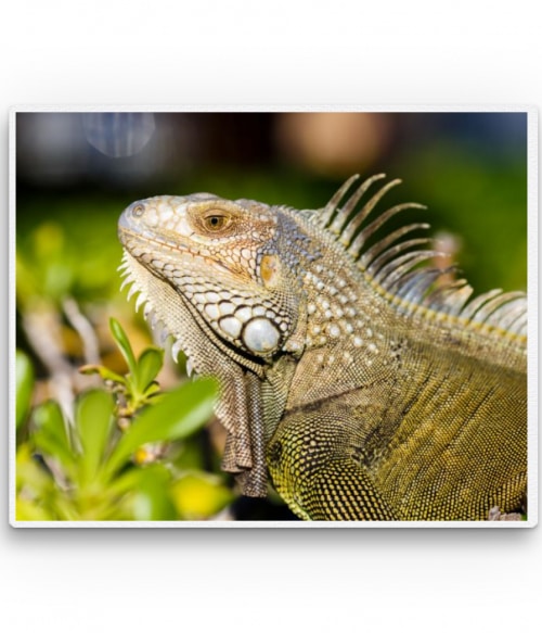 Iguana Állatos Vászonkép - Állatos