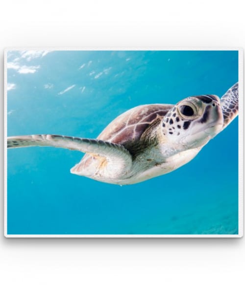 Sea turtle 2. Állatos Vászonkép - Állatos