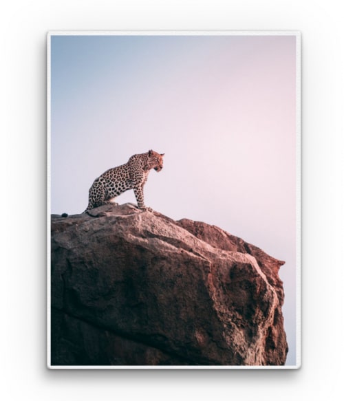 Cheetah Állatos Vászonkép - Állatos