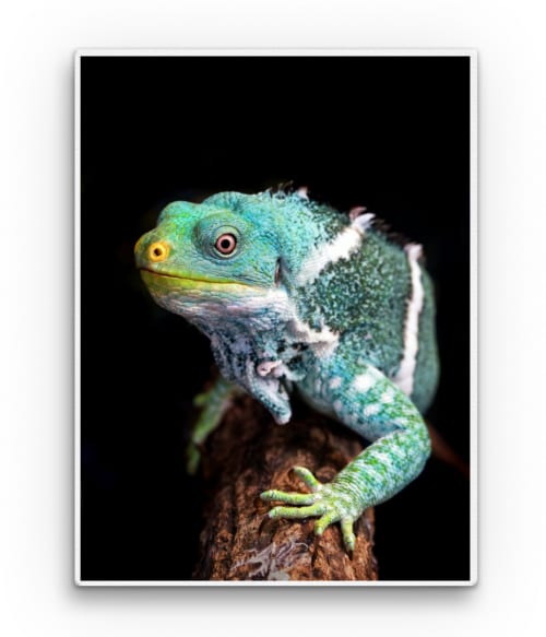 Iguana 2. Állatos Vászonkép - Állatos