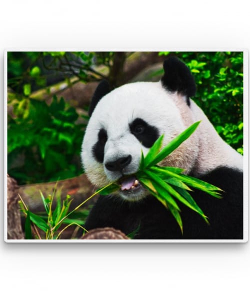 Panda Állatos Vászonkép - Állatos