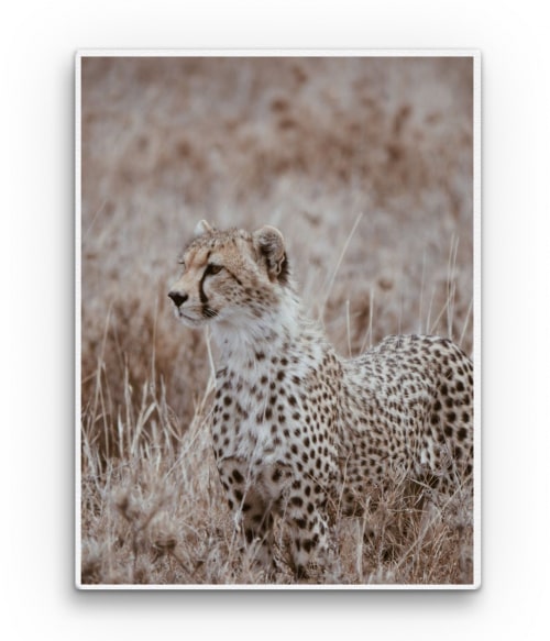 Cheetah 2. Állatos Vászonkép - Állatos