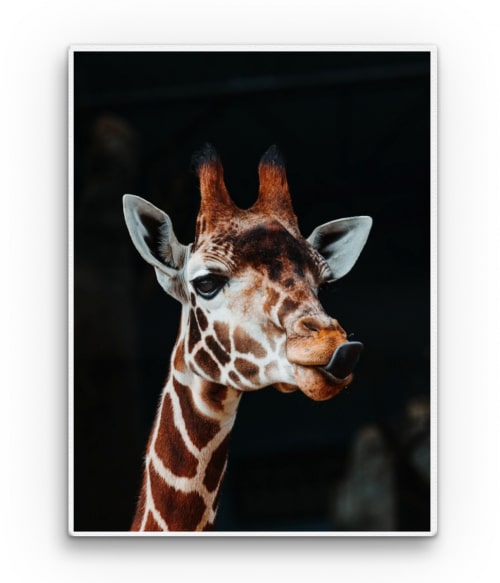 Giraffe Állatos Vászonkép - Állatos