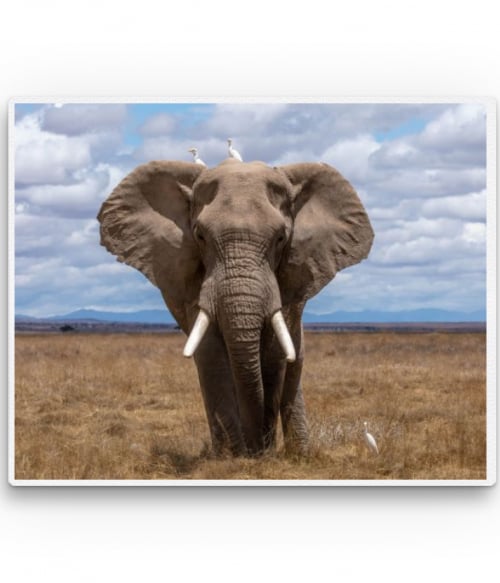 Elephant - front Állatos Pólók, Pulóverek, Bögrék - Állatos