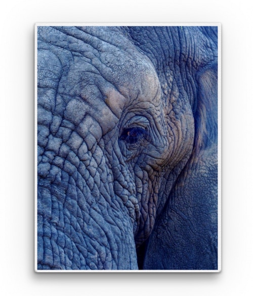 Elephant - blue Állatos Pólók, Pulóverek, Bögrék - Állatos
