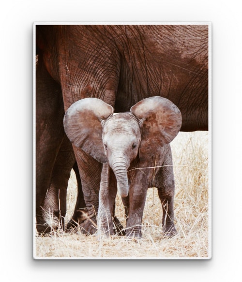 Baby elephant Állatos Vászonkép - Állatos
