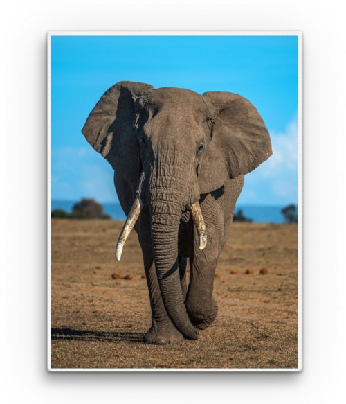 Elephant portrait Állatos Állatos Állatos Pólók, Pulóverek, Bögrék - Állatos