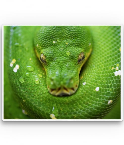 Green snake Hüllők Vászonkép - Hüllők