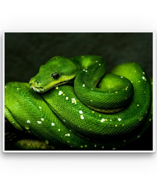 Green snake 2. Hüllők Vászonkép - Hüllők