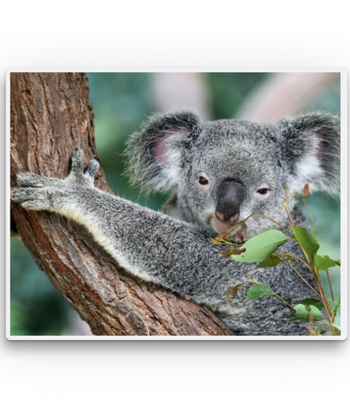 Koala Állatos Állatos Állatos Pólók, Pulóverek, Bögrék - Állatos