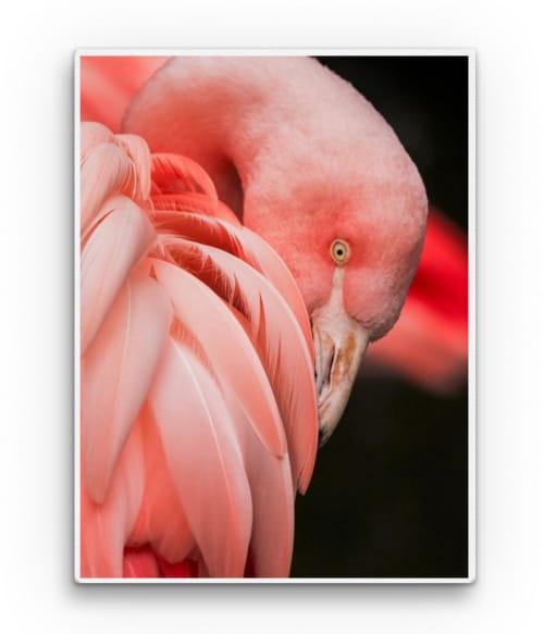 Flamingo Madarak Pólók, Pulóverek, Bögrék - Madarak