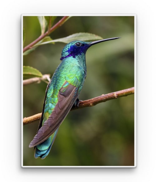 Hummingbird 2. Madarak Vászonkép - Madarak