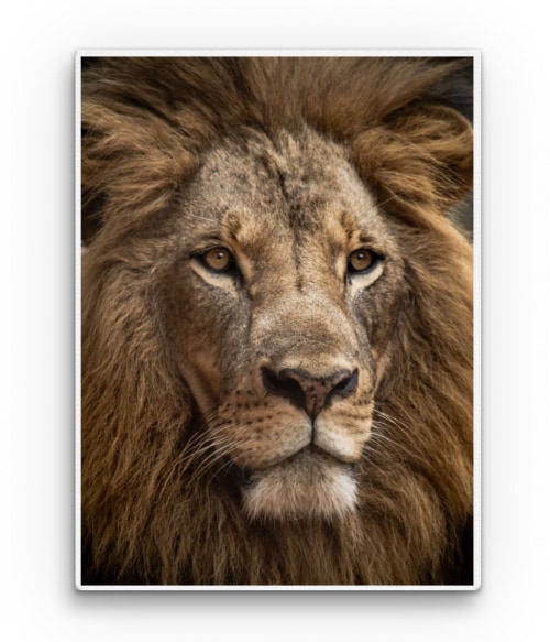 Lion head Oroszlános Pólók, Pulóverek, Bögrék - Oroszlános