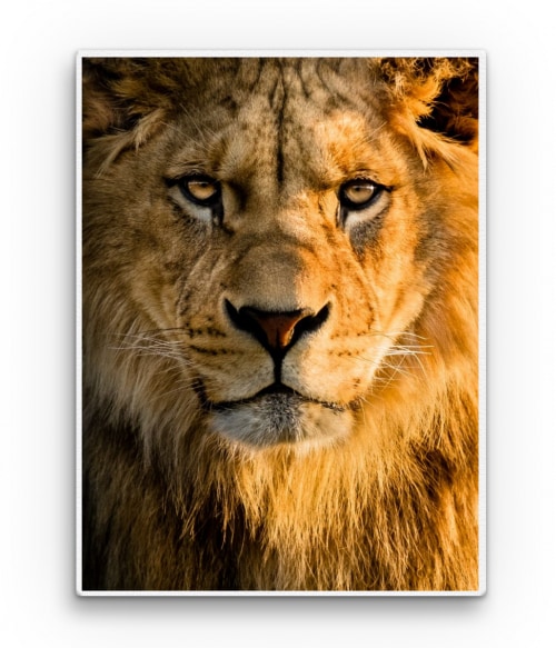 Lion head 2. Oroszlános Vászonkép - Oroszlános