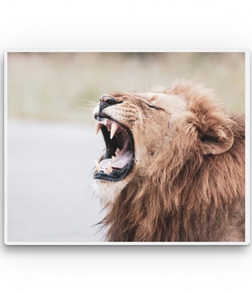 Lion roar Oroszlános Vászonkép - Oroszlános