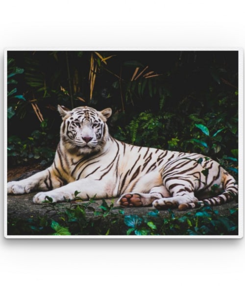 White tiger 2. Tigrises Vászonkép - Tigrises