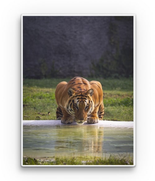 Drinking tiger Tigrises Vászonkép - Tigrises
