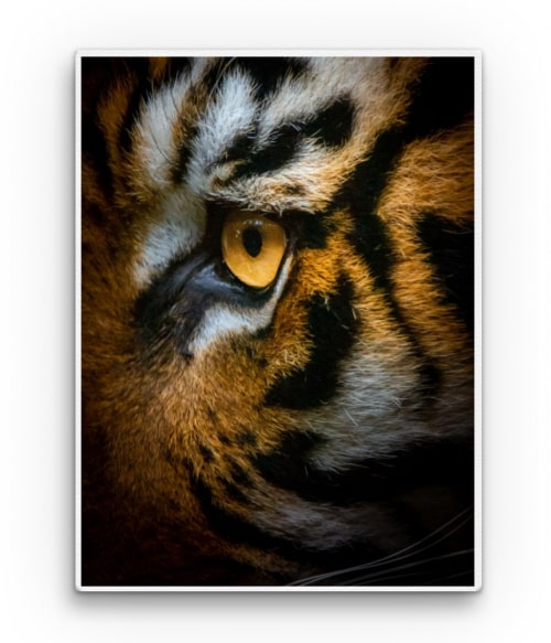 Tiger eye Tigrises Vászonkép - Tigrises