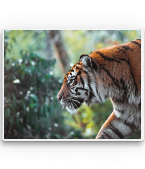 Hunting tiger Tigrises Vászonkép - Tigrises