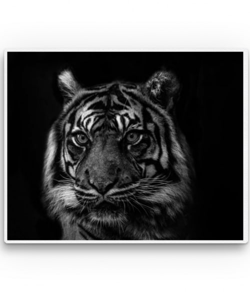 Tiger - black and white Tigrises Vászonkép - Tigrises