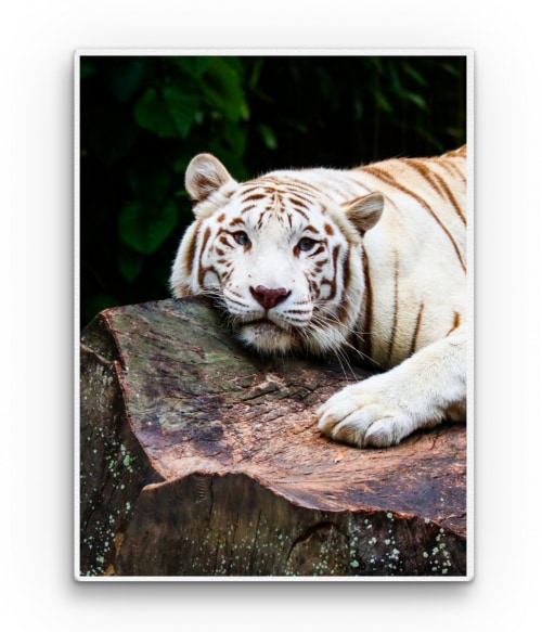 White tiger 3. Tigrises Vászonkép - Tigrises