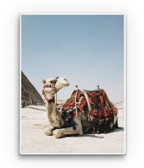 Camel in Egyipt Utazás Pólók, Pulóverek, Bögrék - Utazás