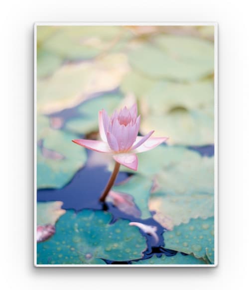Pink water lily Stílus Vászonkép - Virágos