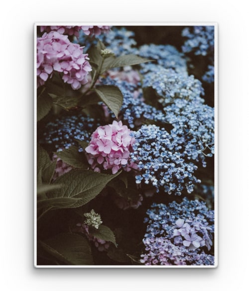 Hortensia Virágos Vászonkép - Virágos