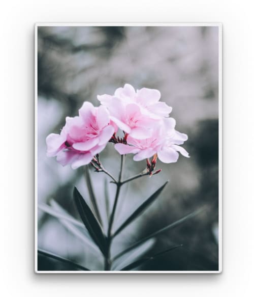 Oleander Virágos Vászonkép - Virágos