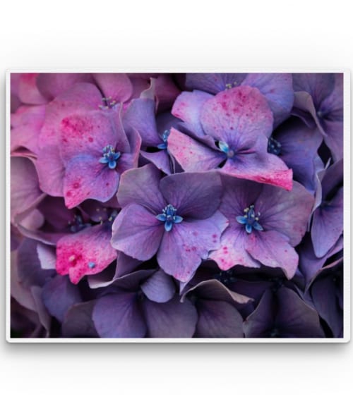 Purple Hortensia Stílus Vászonkép - Virágos