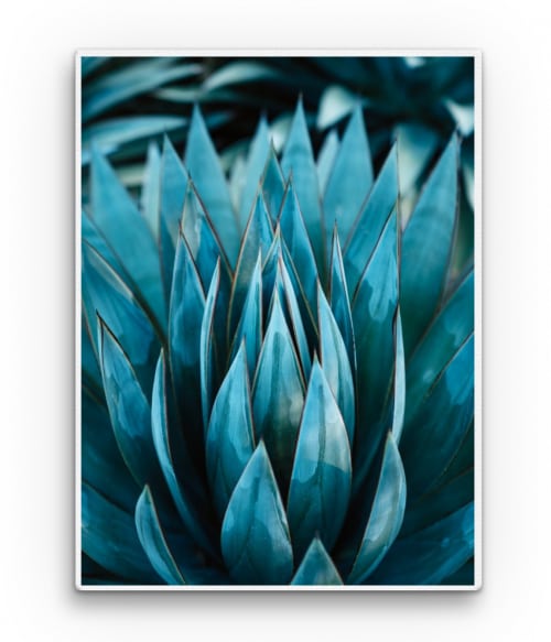 Blue succulent plant 2. Virágos Vászonkép - Virágos