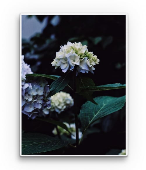 White Hortensia Virágos Vászonkép - Virágos