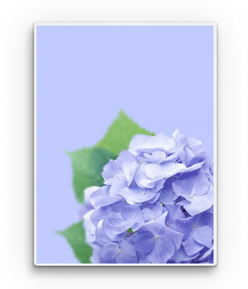 Purple Hortensia 2. Stílus Vászonkép - Virágos