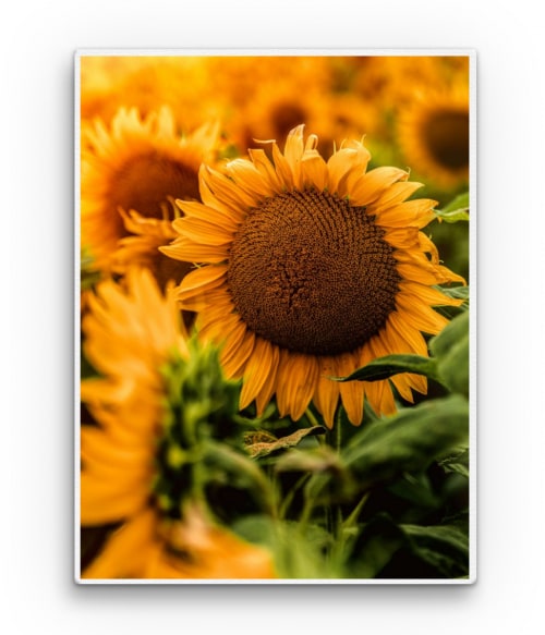 Sunflowers 2. Virágos Vászonkép - Virágos