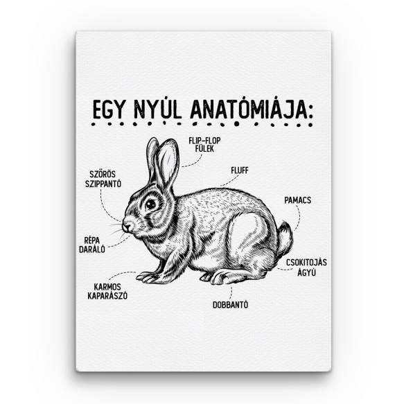 Egy nyúl anatómiája Nyuszis Vászonkép - Nyuszis