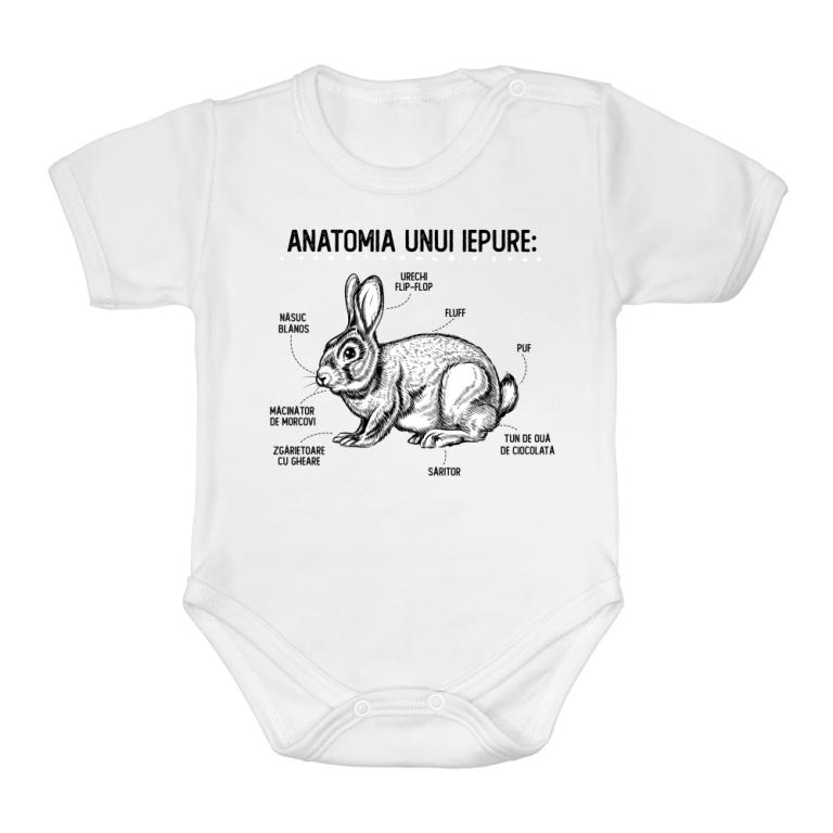 Anatomia unui iepure