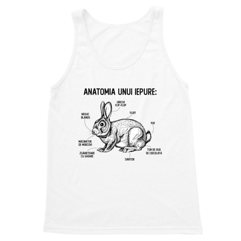 Anatomia unui iepure