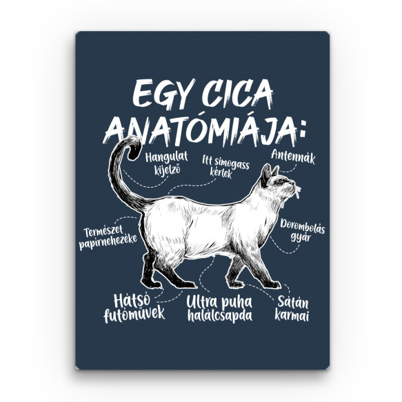 Cica anatómiája Cicás Vászonkép - Cicás