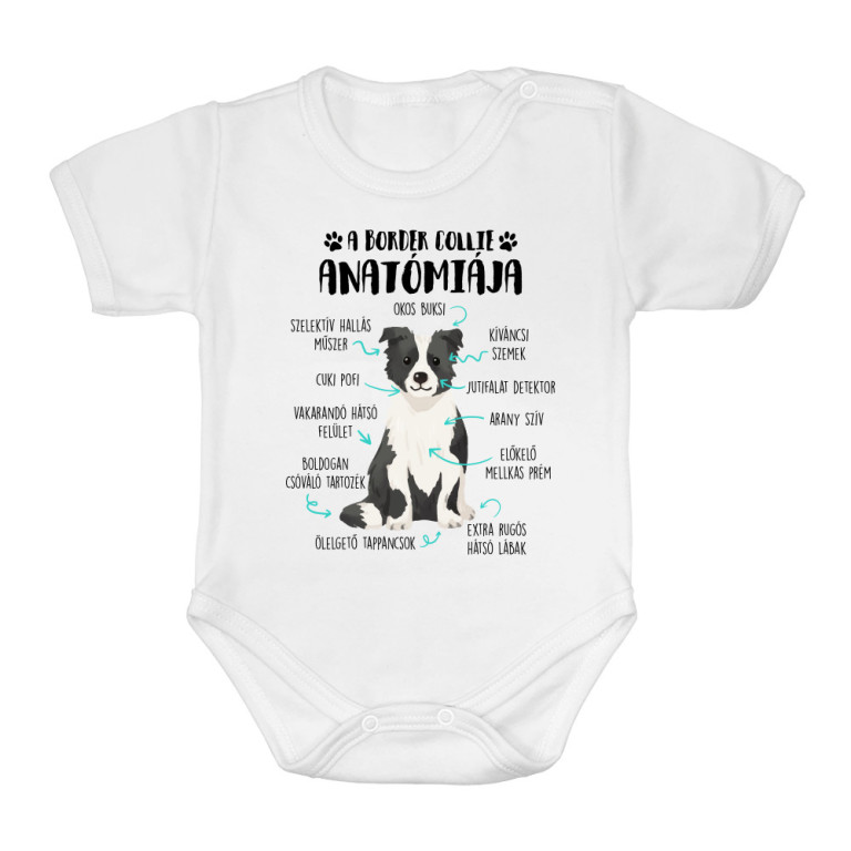 Egy border collie anatómiája