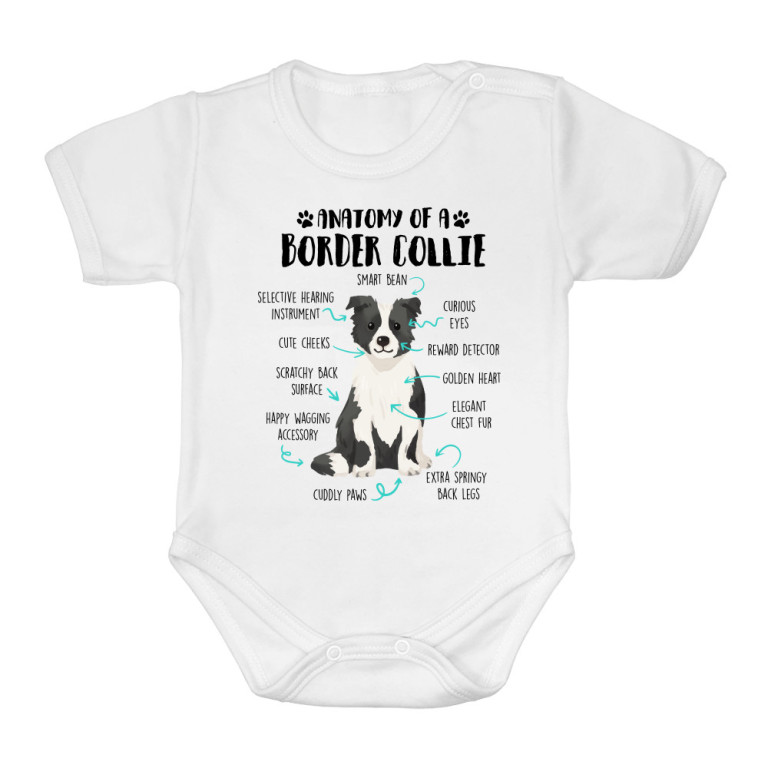 Anatomy of a border collie