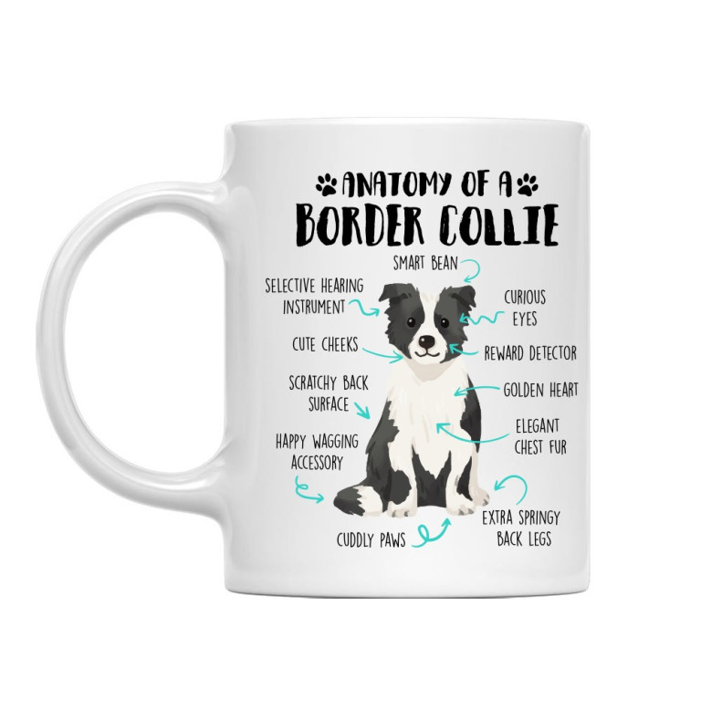 Anatomy of a border collie