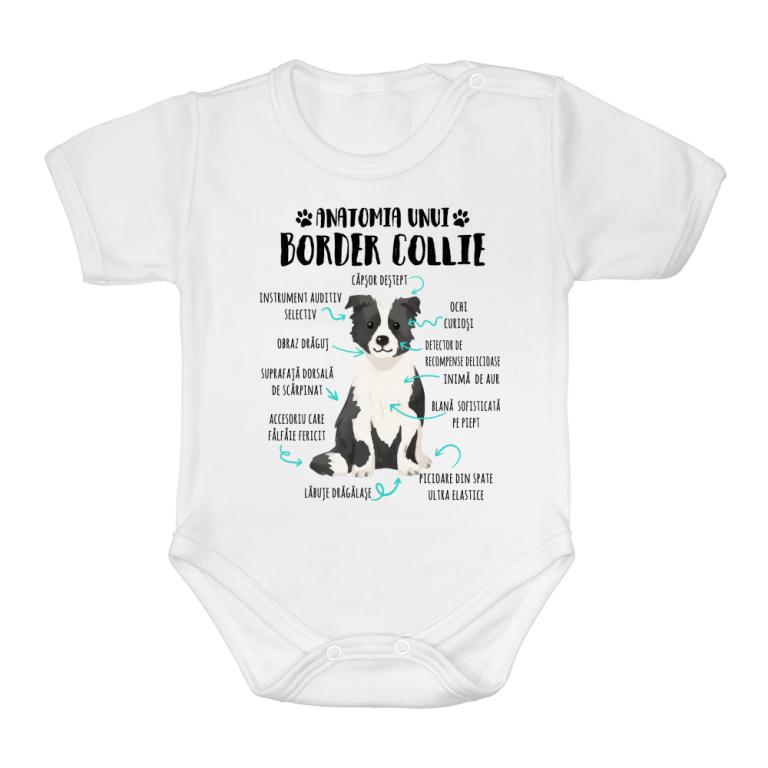 Anatomia unui border collie