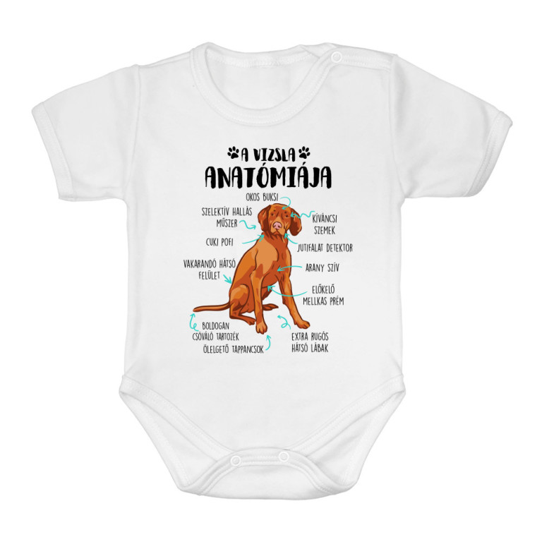 Vizsla anatómia