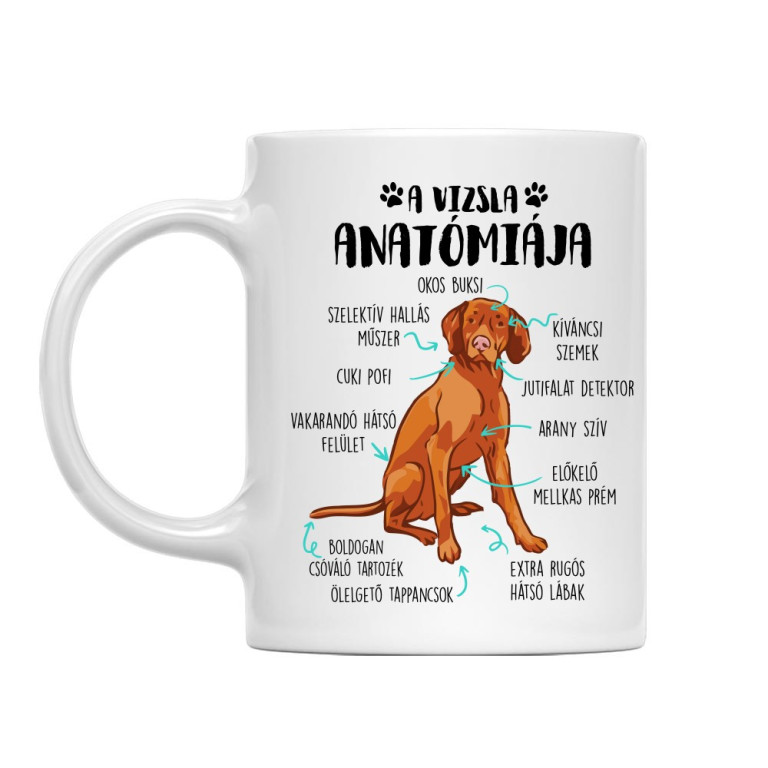Vizsla anatómia